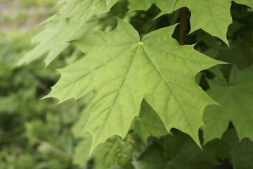 green maple leaf