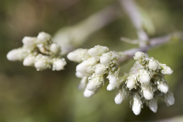 Gewöhnliches Katzenpfötchen
