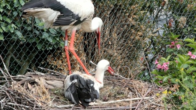 coupe de cigognes pr&eacute;parant le nid