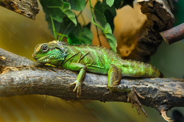 Lizard on branch