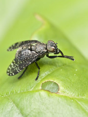 Breitmundfliege