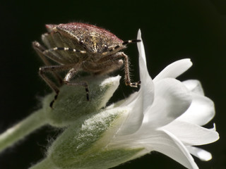 Beerenwanze auf Blüte