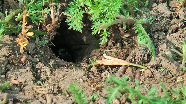 black cricket on the green grass