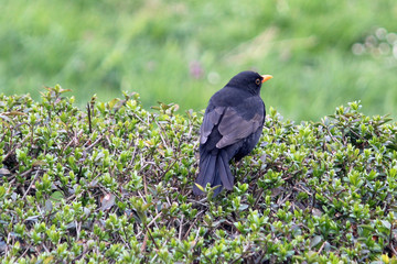 Vogel auf Hecke