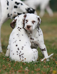 deux chiots  dalmatiens s'aiment d'amour tendre