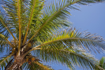 Palm tree