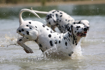 danse des dalmatiens dans l'eau