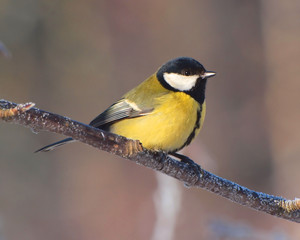 Greattit bird on twig closeup