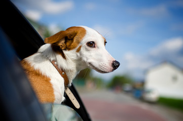Dog sticking his head our of a car window