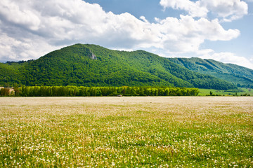 Fototapeta premium Landscape with dandelions field and mountains