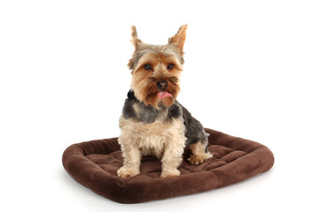 Terrier auf Decke