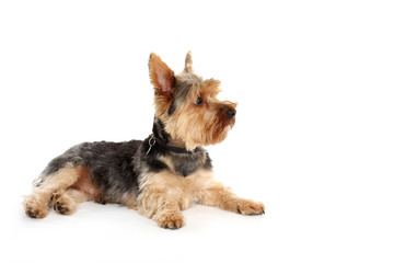 Terrier