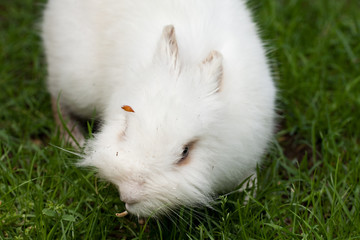 coniglio nano © Roberto Zocchi