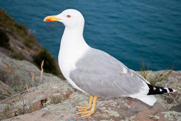 seagull
