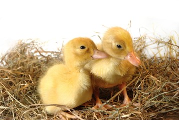 two nestlings in nest