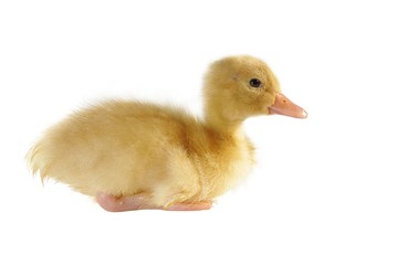 nestling of duck