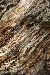 bark of the tree