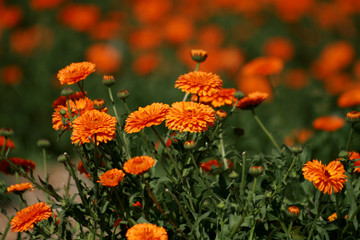 champs de soucis, calendula