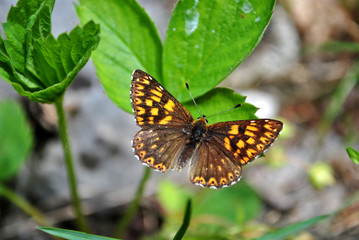 butterfly in the forests