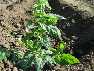 Growing tomatoes in the garden bed close-up