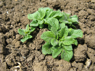 Growing potatoes in the garden bed