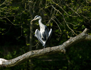 Heron