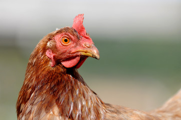 Braunes Huhn