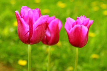 Obraz premium rote tulpen ,gartenarbeit