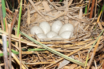 Coot ( Fulica atra ) nest with eggs