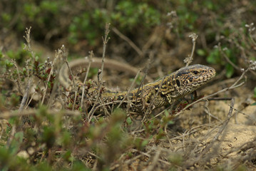 lizard