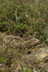 lizard