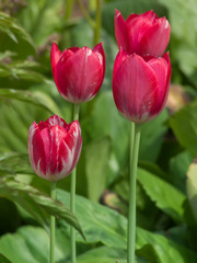 Flowers  tulips  red   petals