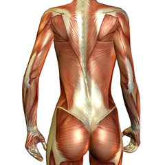 Muskelaufbau weiblicher Rücken
