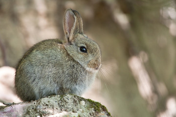 lapin mammifère herbivore animal mignon sauvage oreille poil fou