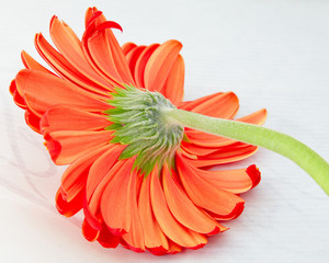 Gerbera