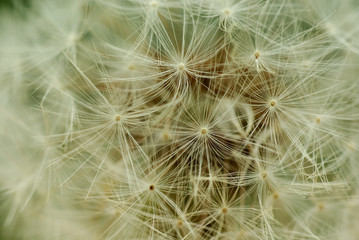 Dandelion texture