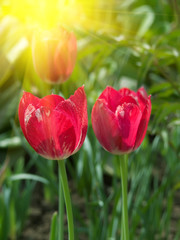 Fototapeta premium Flowers tulips red petals
