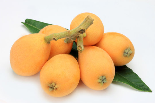 Loquat