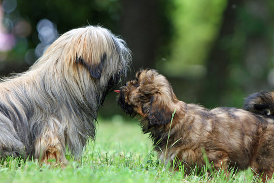 chiot Lhassa Apso faisant la grimace &agrave; sa maman
