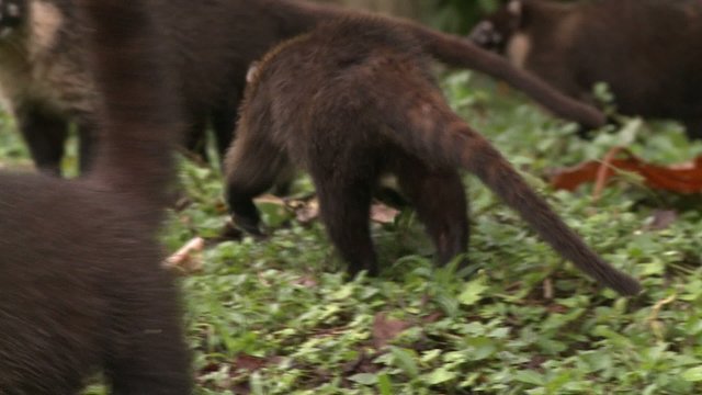 Koati costa rica
