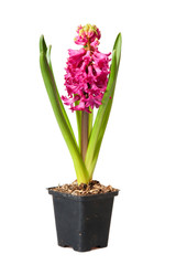 hyacinth
