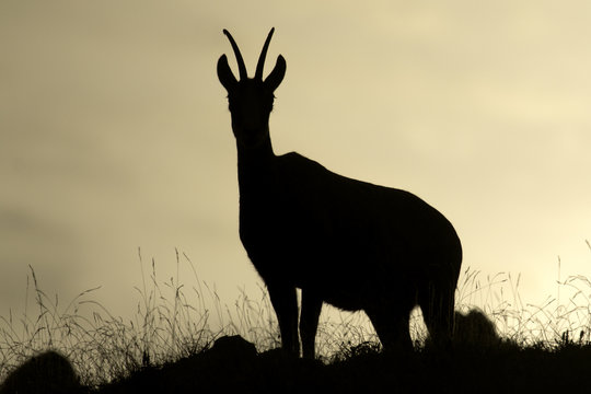 SILHOUETTE CHAMOIS