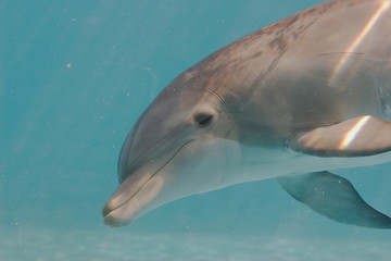 Dolphin under water © FrankU