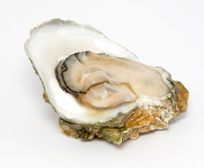 Oyster on a white background