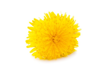 Dandelion isolated on the white background