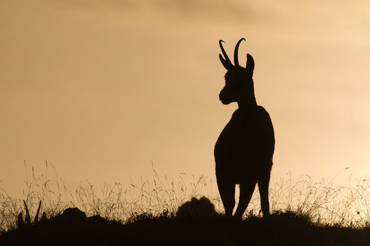 SILHOUETTE CHAMOIS