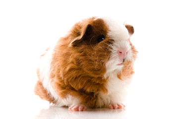 baby guinea pig. texel