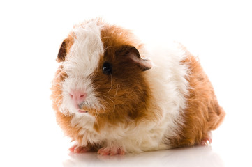 baby guinea pig. texel