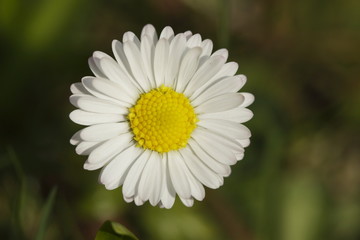 Obraz premium Gänseblümchen