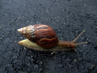 snail walking on the dark tarmac road